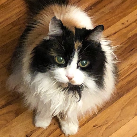 Meet your Posher, Jennifer - Picture 5 of 9